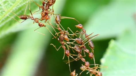 Hormigas Doctoras Cuidan A Congéneres Heridos Con Polvo De Sus Propias Glándulas Ciencias