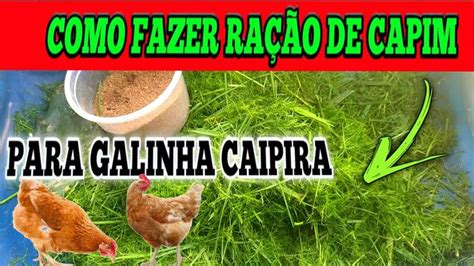 como fazer ração de capim para galinha Ração alternativa barata para