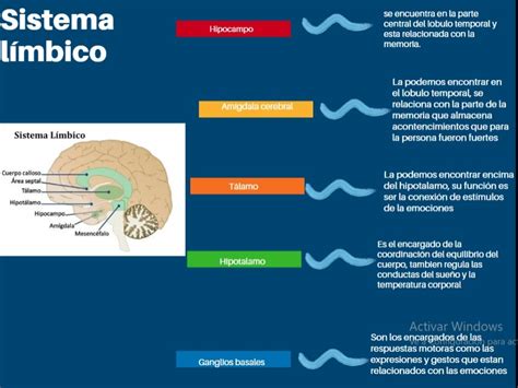 Explicaci N Del Sistema L Mbico Su Funcionalidad Y Gr Fico Con Las