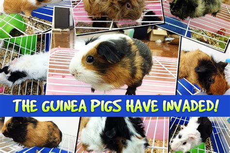 The guinea pigs have invaded! - SPCA Selangor