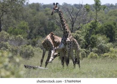 101 Giraffe Bull Fight Images, Stock Photos & Vectors | Shutterstock