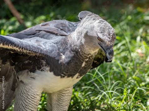 Harpy Eagle of the species Harpia harpyja Stock Photo | Adobe Stock