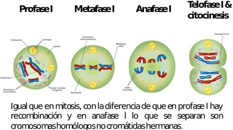 Arriba 100 Imagen Meiosis Primera Y Segunda Division Abzlocal Mx