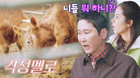 선공개 소는 에 반응한다 머리 박치기 애정 표시에 놀란 신동엽🤣 〈손 없는 날〉 228화 밤 10시 30분