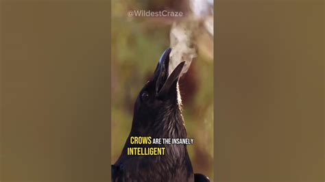 How Crows Recognize Human Faces Youtube