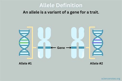 Allele Picture