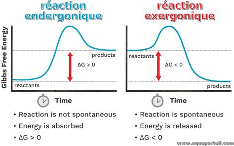 Réaction endergonique définition et explications