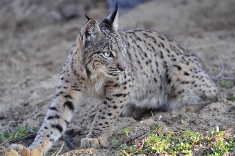 Novo Censo Revela Que Existem Linces Ib Ricos No Mundo Wilder