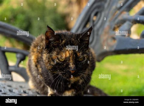 Piebald Cat On The Fence Stock Photo Alamy