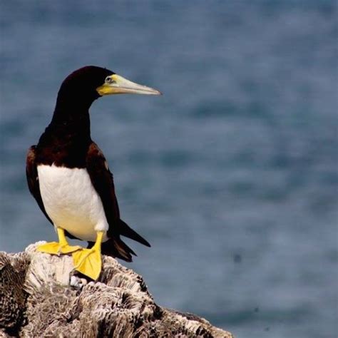 Sulidae – Birds Colombia