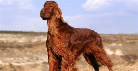 Irish Setter Breed Guide Lifespan Size And Characteristics