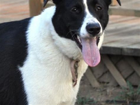 Adopt a Pet: Meet Allie the Border Collie/Akita Mix | O'Fallon, MO Patch