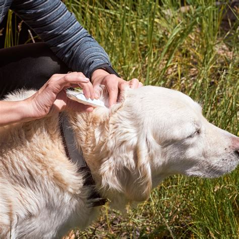 Zecche Nel Cane Come Prevenirle E Rimuoverle Piggy Pet