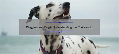 Chiggers and Dogs: Understanding the Risks and Symptoms of Bites ...