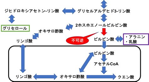 糖新生の概要