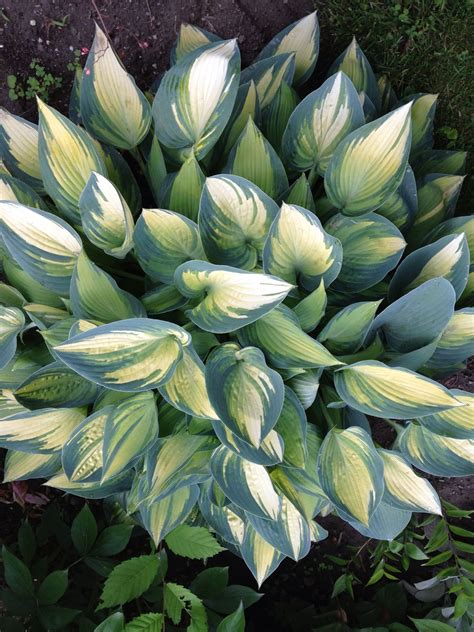 Hosta Stained Glass Sun Tolerant Variegated Plantain Lily Artofit