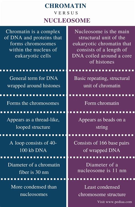 Difference Between Chromatin and Nucleosome | Definition, Structure, Role, Similarities and ...