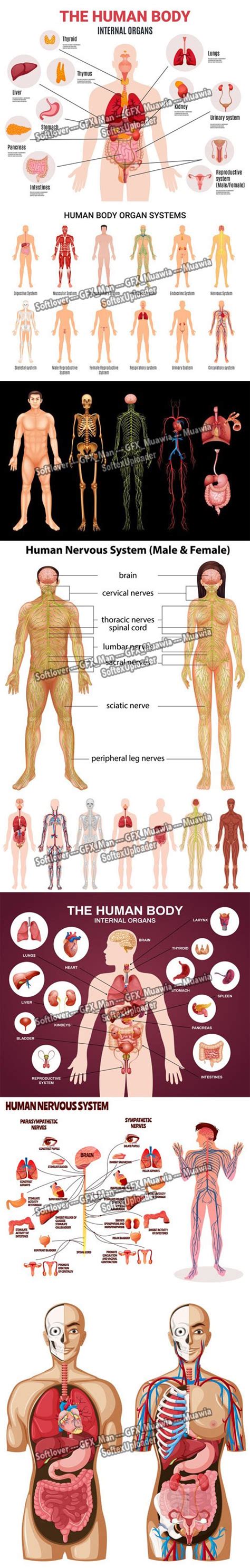 Human Anatomy Models Vector Templates Collection | Download Vector ...