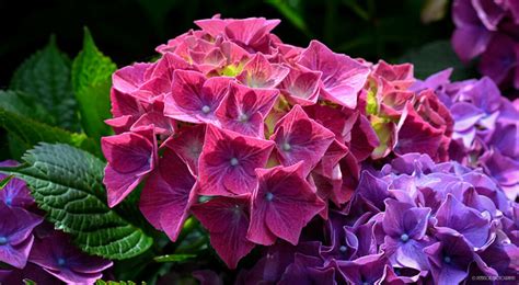 ♥ Hydrangea Macrophylla Forever Pink A Photo On Flickriver