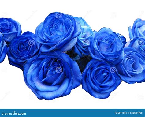 Blue Roses Stock Image Image Of Pretty Flora Present 5511581