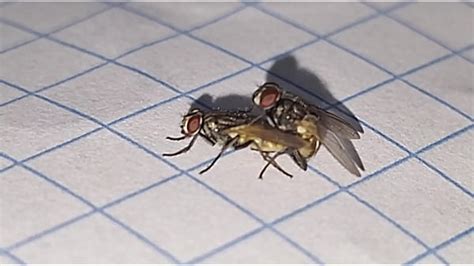 Mating Videos XVIDEOS