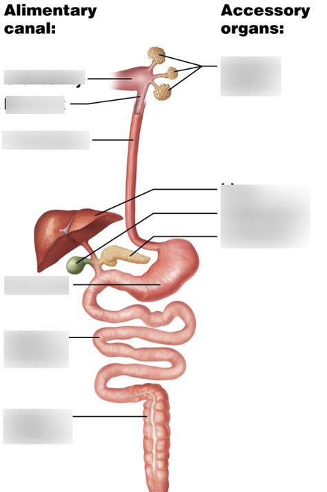 Organs Of The Digestive System Diagram Quizlet