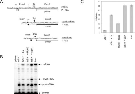 RNA chaperone activity of protein components of human Ro RNPs 