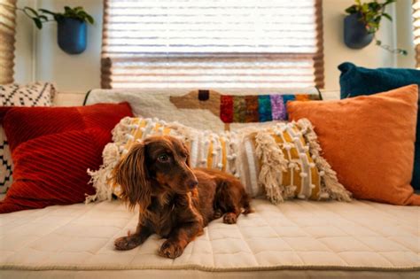 Long-Haired Dachshund Grooming Tips: 7 Ideas – Mercury Pets