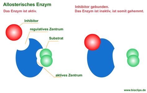 Allosterische Enzyme Enzymregulation Bioclips De