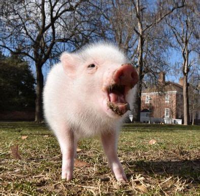 Where Can I Buy A Real Teacup Piglet? - Life with Pigs Farm Animal ...