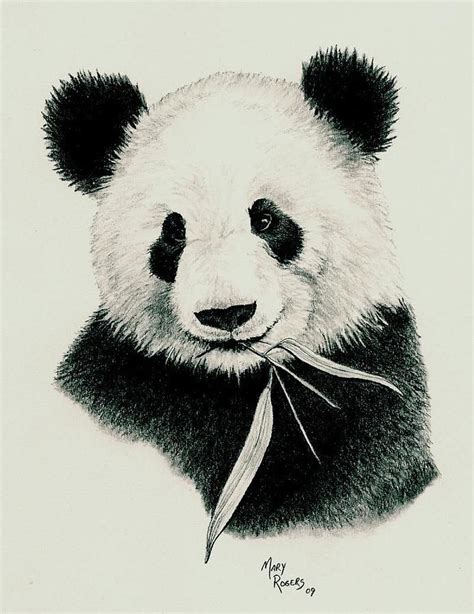 Panda Drawings Images Pictures Panda Drawing Panda Sketch Panda Art