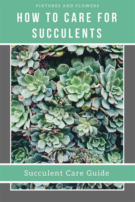 Printable Succulent Care