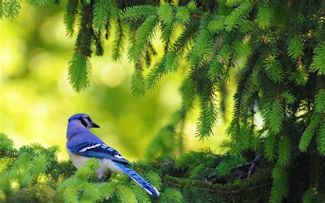 Birds Nature Wallpapers - Top Free Birds Nature Backgrounds ...