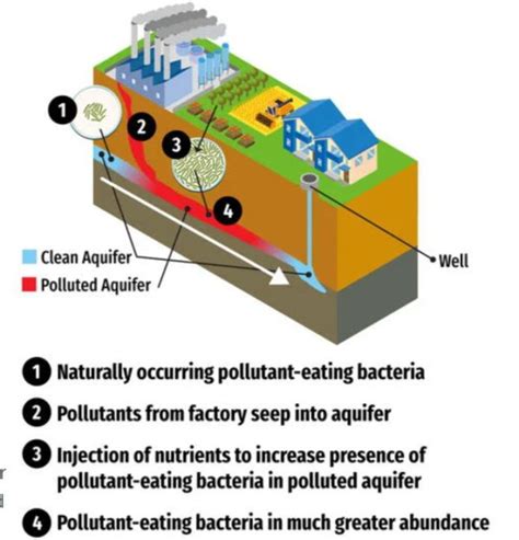 Scientists Discover Bacteria That Could Break Down Forever Chemicals