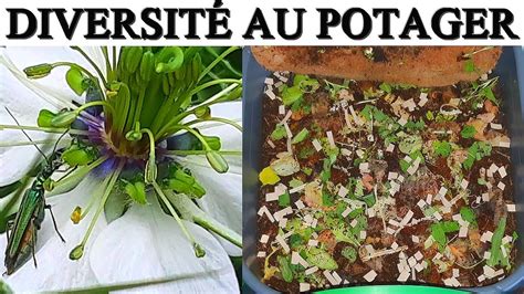 Potager Bio Diversit R Coltes Lombricompostage Potager Jardin