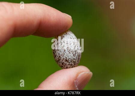 Man Holding Northern Cardinal Bird Egg Cardinalis Cardinalis USA