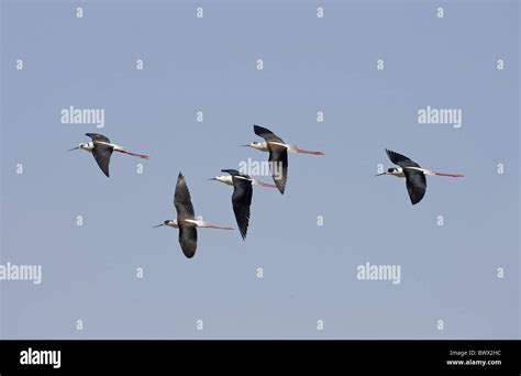 Black Winged Stilt Himantopus Himantopus Five Adults Flock In