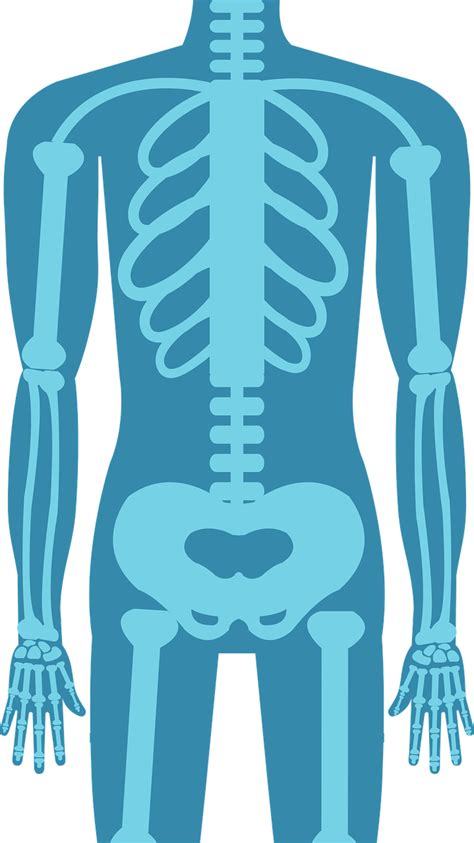 Szkielet Człowieka Anatomia Darmowa grafika wektorowa na Pixabay