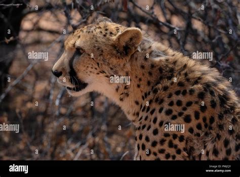 Namibia Landscape and wildlife Stock Photo - Alamy