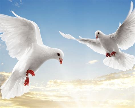 Wallpaper White doves soar sky 1920x1080 Full HD 2K Picture, Image