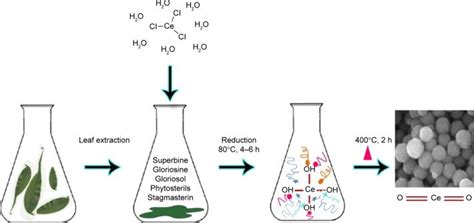 Schematic Representation Of The Gum Base Method Of Ceo Np Synthesis