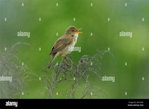 Marsh Warbler Acrocephalus Palustris Singing Male On A Lookout Side