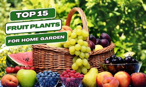 fruit plants  home gardens  india  guide  growing