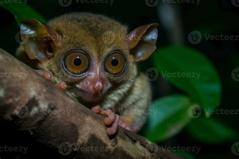 Spectral tarsier. Generate Ai 24137061 Stock Photo at Vecteezy