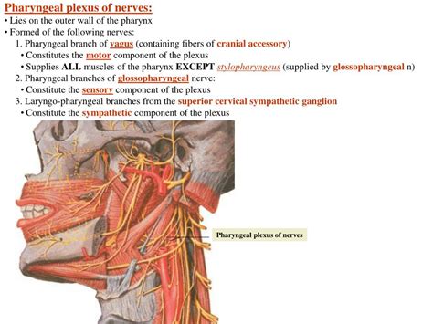 Ppt Oral Cavity Powerpoint Presentation Free Download Id6347226