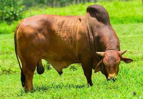 Mercado físico do Boi Gordo começa a apresentar estabilidade nos preços