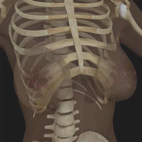 Ultimate Complete Female Anatomy 3d Model Cgtrader