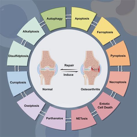 Journal Of Inflammation Research Dove Press Open Access Publisher