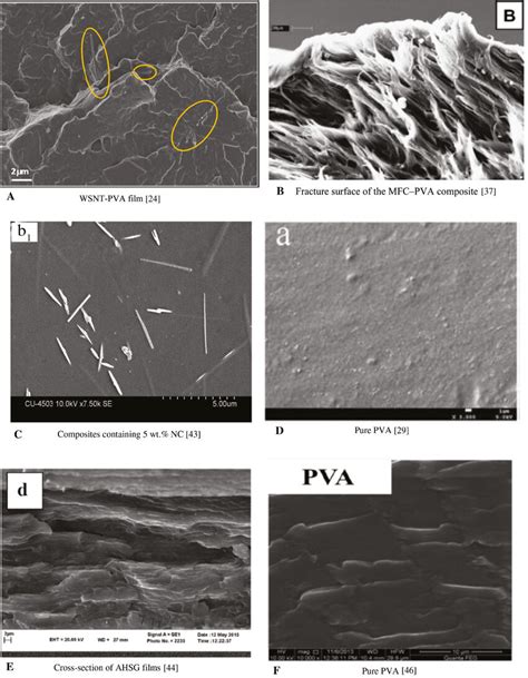 Sem Image Of Pva Based Composite Film A Wsnt Pva Film [24] B