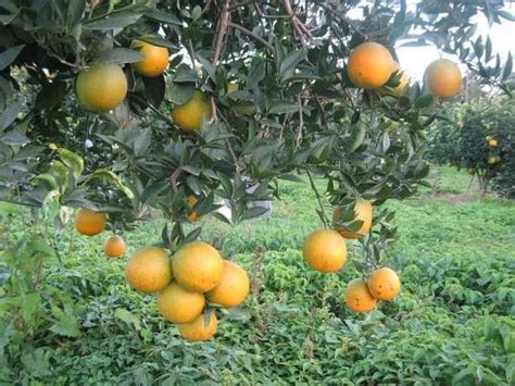 Orange Full Sun Exposure Mosambi Lemon Plant For Fruits At Rs 14 Plant